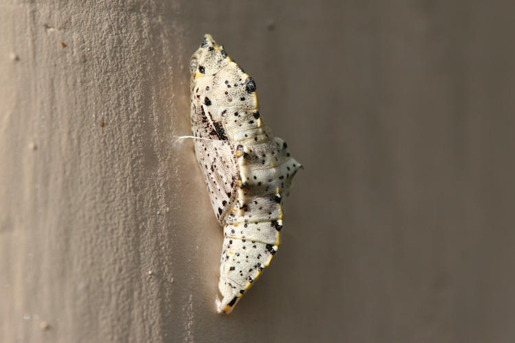 Pieris brassicae kashmirensis: Bild 17