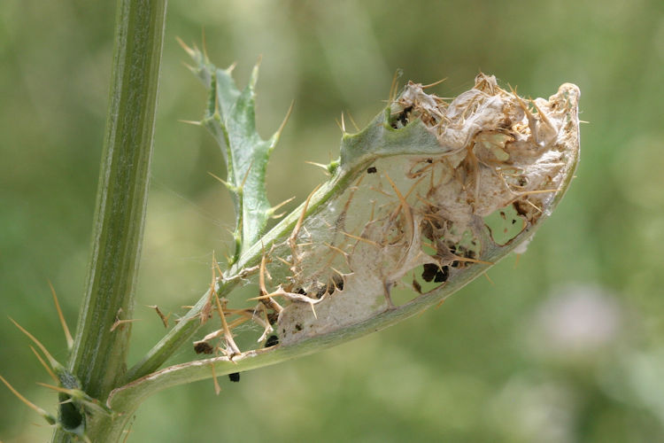 Vanessa cardui: Bild 1