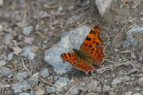 Polygonia c-album: Bild 12
