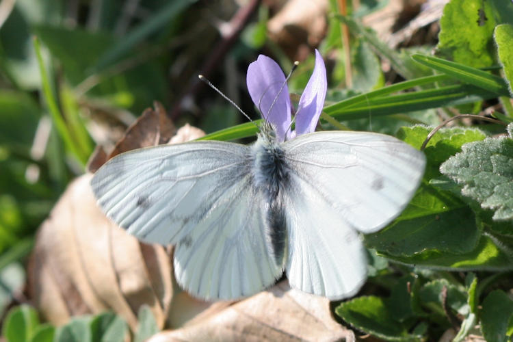 Pieris napi: Bild 10