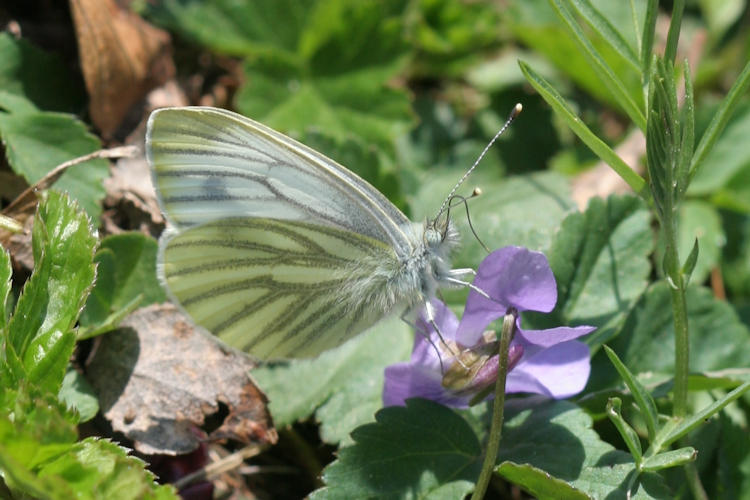 Pieris napi: Bild 42