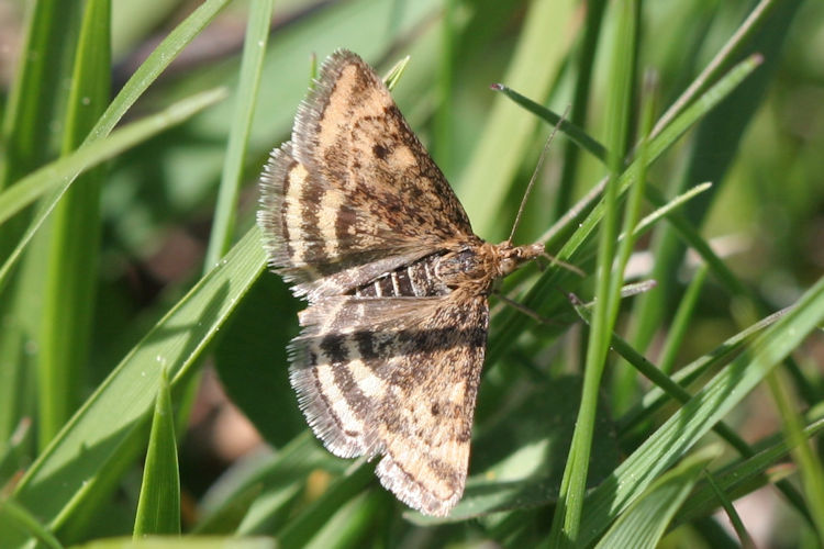 Pyrausta despicata: Bild 2