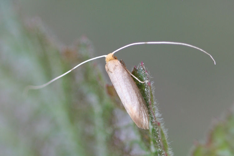 Nematopogon pilella: Bild 1