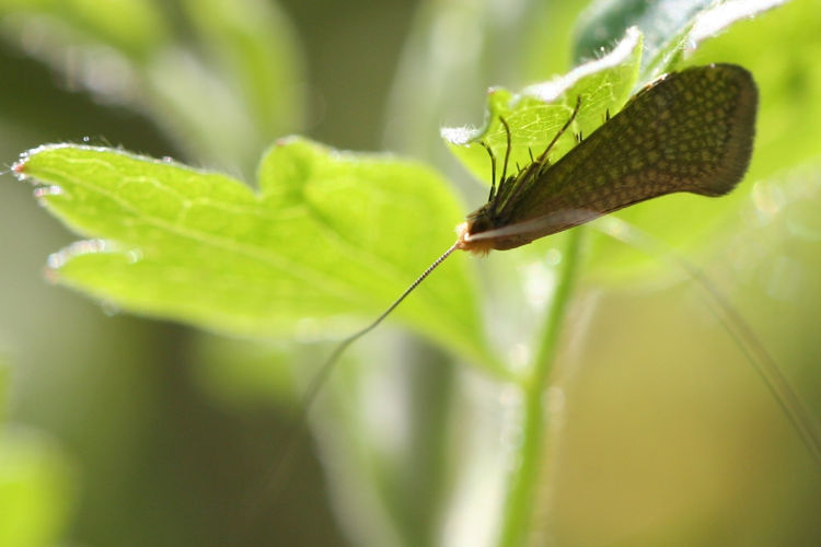 Nematopogon adansoniella: Bild 1