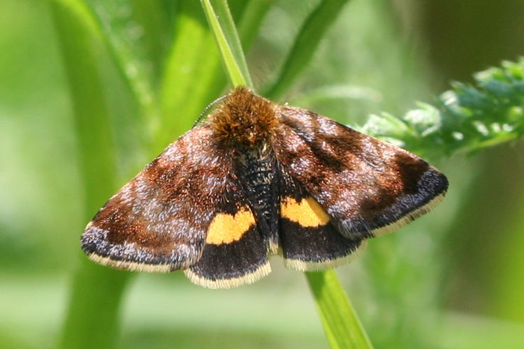 Panemeria tenebrata: Bild 5