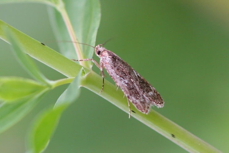 Agonopterix hypericella: Bild 2