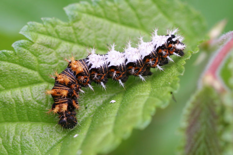 Polygonia c-album: Bild 1