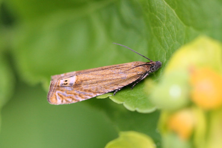 Lathronympha strigana: Bild 1