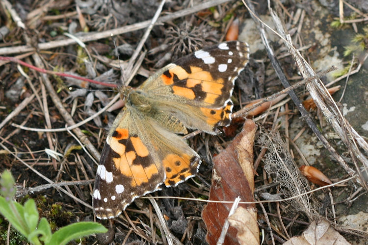 Vanessa cardui: Bild 4