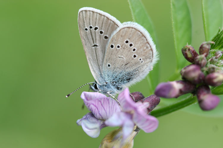 Cyaniris semiargus: Bild 19