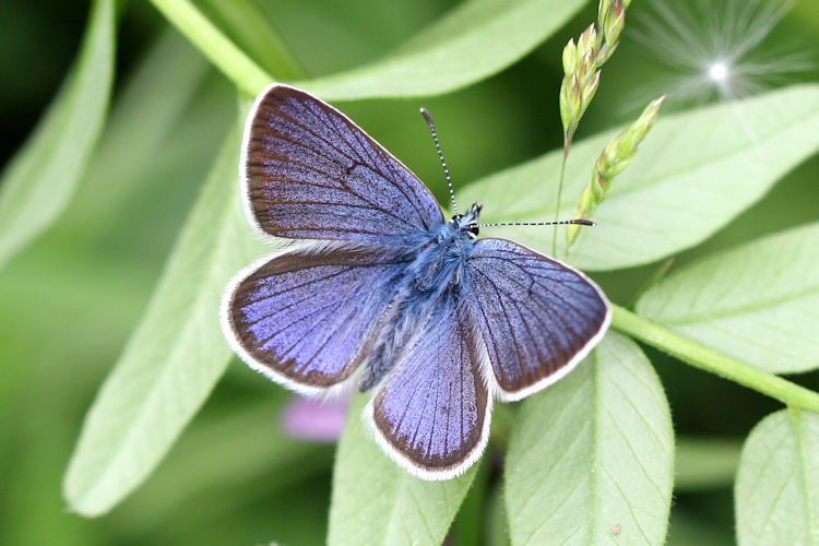 Cyaniris semiargus: Bild 1