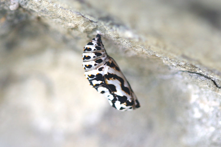 Melitaea diamina: Bild 3