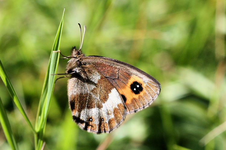 Erebia aethiops: Bild 17