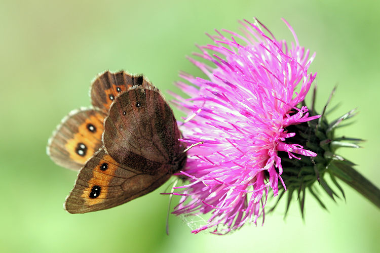 Erebia aethiops: Bild 11