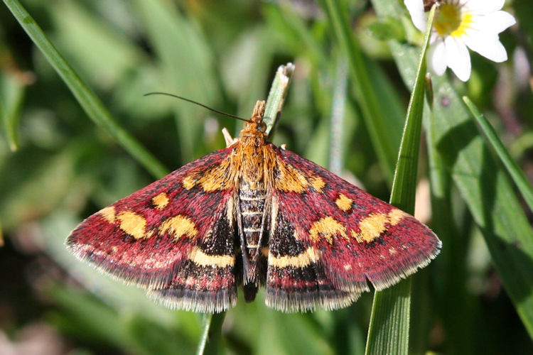 Pyrausta purpuralis: Bild 7