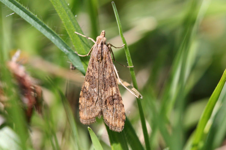 Nomophila noctuella: Bild 2