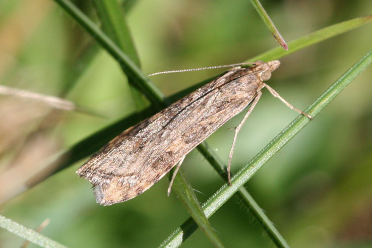 Nomophila noctuella: Bild 3