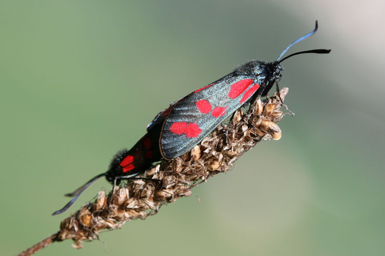 Zygaena filipendulae: Bild 24