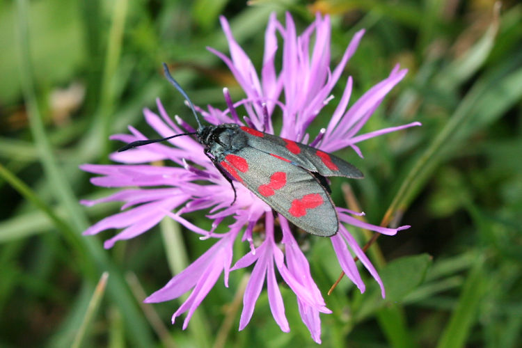 Zygaena filipendulae: Bild 2