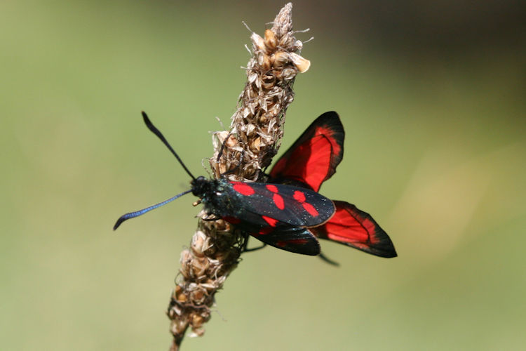 Zygaena filipendulae: Bild 3