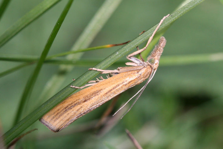 Agriphila tristella: Bild 11