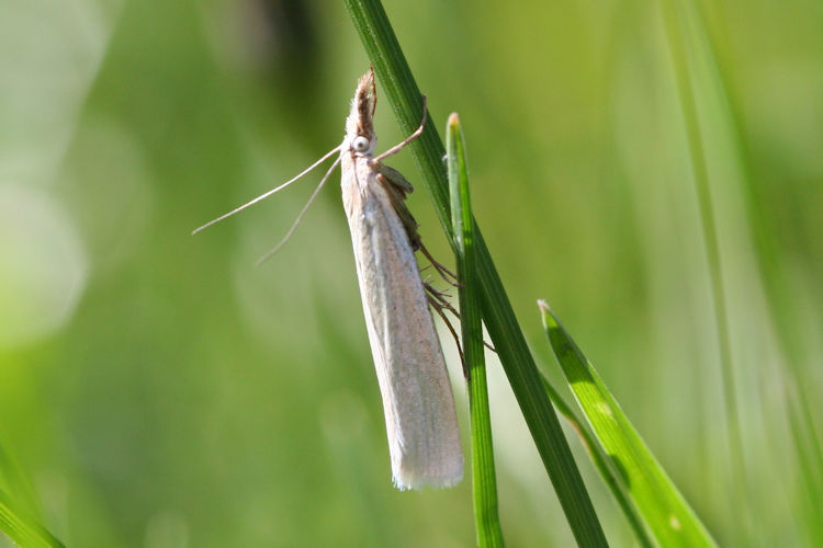 Crambus perlellus: Bild 1