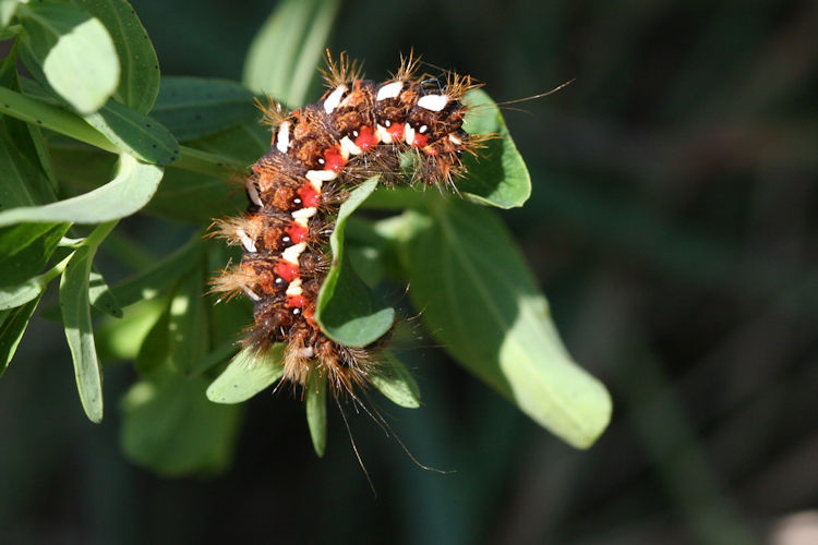 Acronicta rumicis: Bild 4