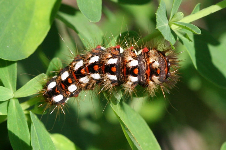 Acronicta rumicis: Bild 3