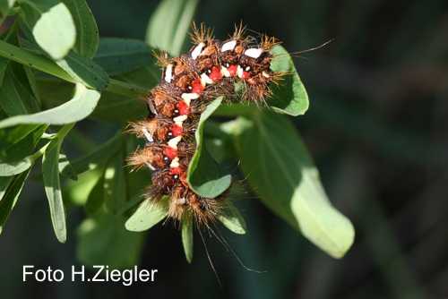 Acronicta rumicis: Bild 4