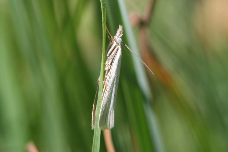 Agriphila tristella: Bild 4