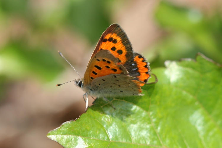 Lycaena phlaeas: Bild 29