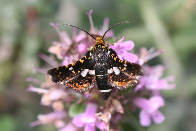 Thyris fenestrella: Bild 3