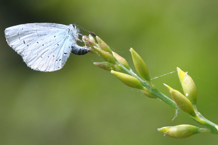 Celastrina argiolus: Bild 22