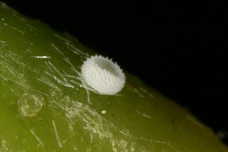 Celastrina argiolus: Bild 1