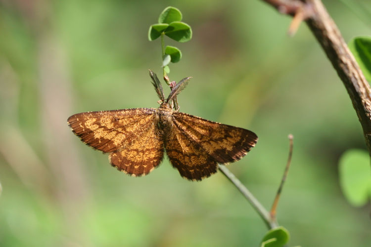 Ematurga atomaria: Bild 1