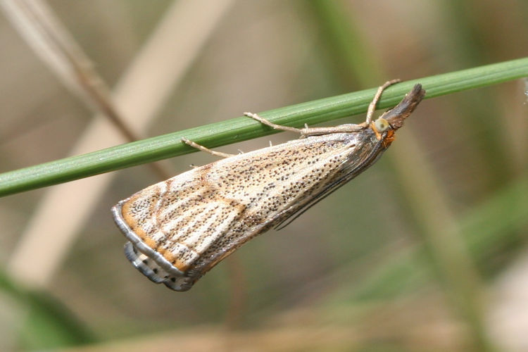 Thisanotia chrysonuchella: Bild 2