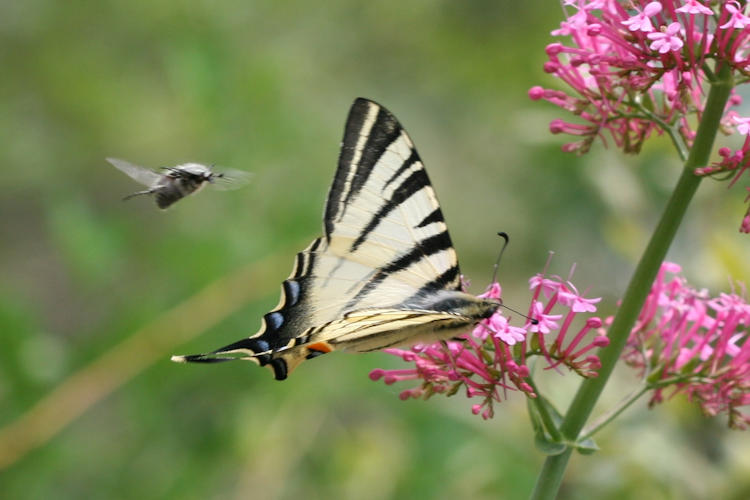 Iphiclides podalirius: Bild 24