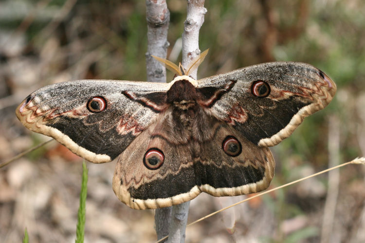 Saturnia pyri: Bild 2