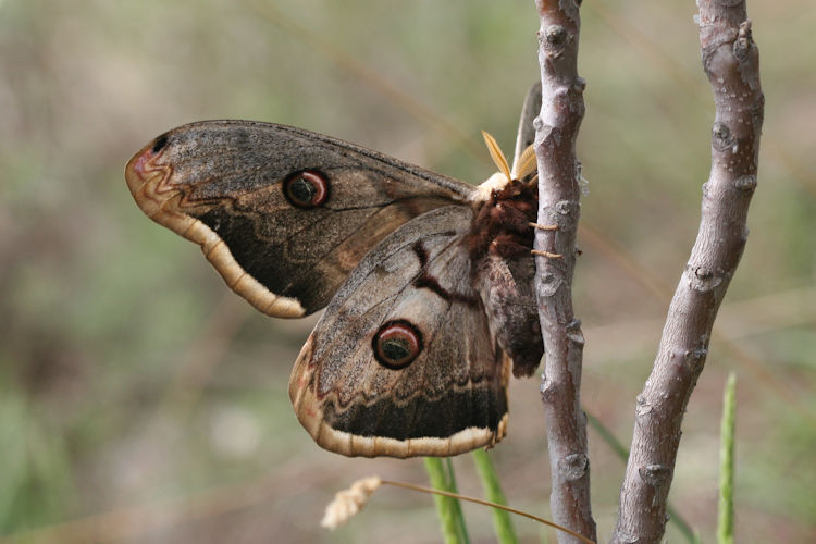 Saturnia pyri: Bild 11