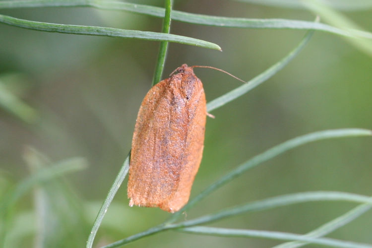 Cacoecimorpha pronubana: Bild 1