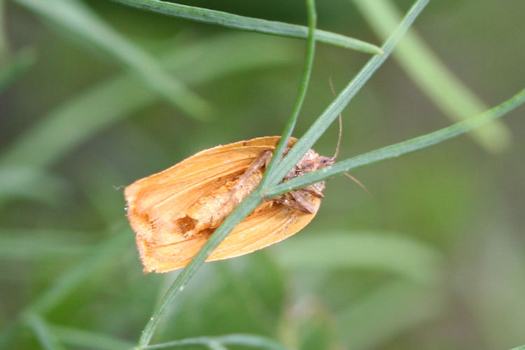 Cacoecimorpha pronubana: Bild 2