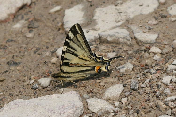 Iphiclides podalirius: Bild 55