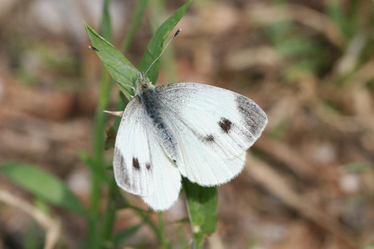 Pieris mannii alpigena: Bild 27