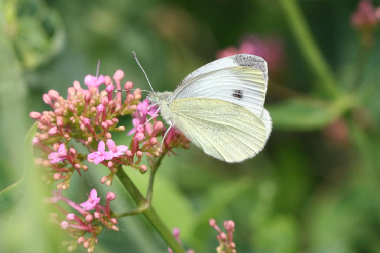 Pieris mannii alpigena: Bild 69