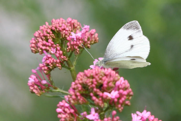 Pieris mannii alpigena: Bild 28