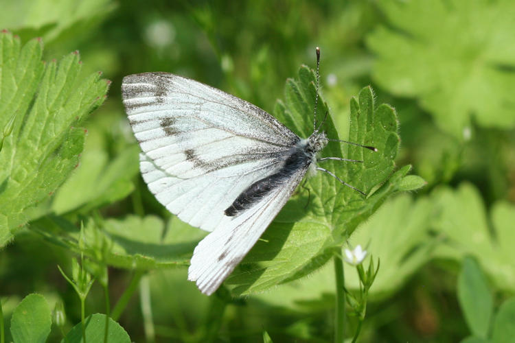 Pieris napi meridionalis: Bild 8