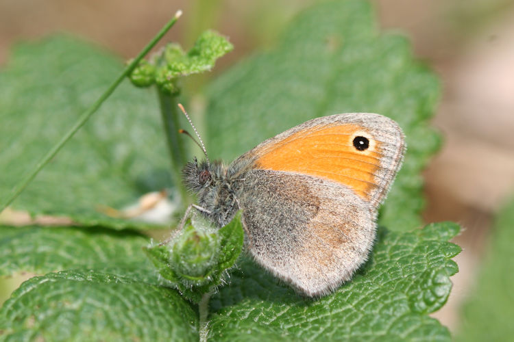 Coenonympha pamphilus: Bild 14