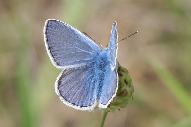 Polyommatus icarus: Bild 2