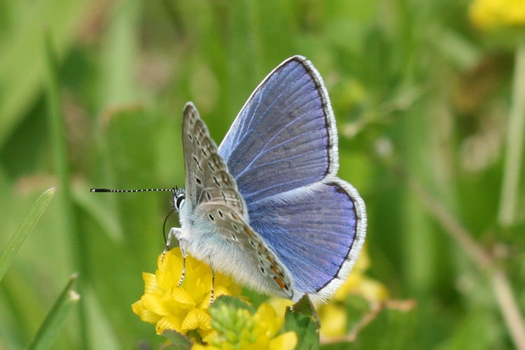 Polyommatus icarus: Bild 3