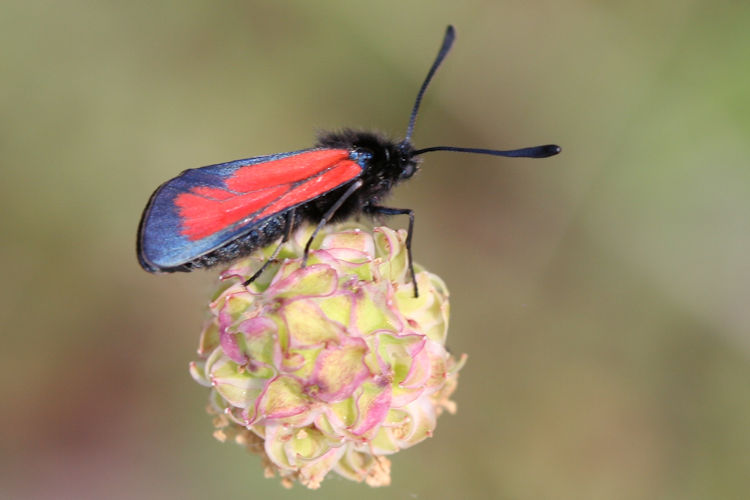 Zygaena purpuralis: Bild 7